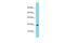 Sphingosine Kinase 2 antibody, PA5-45229, Invitrogen Antibodies, Western Blot image 