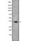 Homeobox D9 antibody, abx216023, Abbexa, Western Blot image 