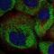 Rho GTPase Activating Protein 11A antibody, NBP1-93658, Novus Biologicals, Immunofluorescence image 
