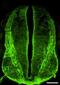 Neuronal cell adhesion molecule antibody, ab24344, Abcam, Immunofluorescence image 