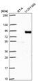 Polyphosphoinositide phosphatase antibody, PA5-67020, Invitrogen Antibodies, Western Blot image 