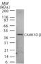 Calcium/calmodulin-dependent protein kinase type 1 antibody, PA1-41243, Invitrogen Antibodies, Western Blot image 