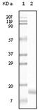Synuclein Gamma antibody, AM06134PU-N, Origene, Western Blot image 