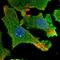 Harbinger Transposase Derived 1 antibody, HPA045457, Atlas Antibodies, Immunofluorescence image 