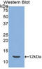 Peptide YY antibody, LS-B15022, Lifespan Biosciences, Western Blot image 