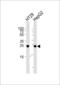 Glucagon antibody, LS-C166523, Lifespan Biosciences, Western Blot image 