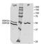 Glycogen Synthase Kinase 3 Alpha antibody, NB100-81943, Novus Biologicals, Immunoprecipitation image 