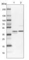 Chondrolectin antibody, NBP1-86817, Novus Biologicals, Western Blot image 