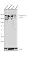 Neurofilament Heavy antibody, MA5-15234, Invitrogen Antibodies, Western Blot image 