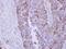 Dihydrolipoamide S-Acetyltransferase antibody, NBP2-20026, Novus Biologicals, Immunohistochemistry paraffin image 