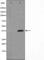 NFKB Inhibitor Alpha antibody, abx011263, Abbexa, Western Blot image 