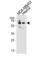 Beta-Transducin Repeat Containing E3 Ubiquitin Protein Ligase antibody, abx034863, Abbexa, Western Blot image 