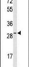 Hes Family BHLH Transcription Factor 6 antibody, PA5-26518, Invitrogen Antibodies, Western Blot image 