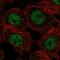 Calpain 15 antibody, HPA011960, Atlas Antibodies, Immunofluorescence image 