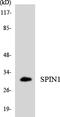 Spindlin 1 antibody, LS-C200717, Lifespan Biosciences, Western Blot image 