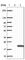 Retinol Binding Protein 2 antibody, HPA035866, Atlas Antibodies, Western Blot image 