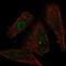 Xanthine Dehydrogenase antibody, NBP2-57577, Novus Biologicals, Immunofluorescence image 
