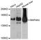 Mitogen-Activated Protein Kinase Kinase Kinase Kinase 4 antibody, STJ24480, St John