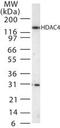 Histone Deacetylase 4 antibody, PA1-41092, Invitrogen Antibodies, Western Blot image 