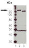 Nitric Oxide Synthase 3 antibody, A01604, Boster Biological Technology, Western Blot image 