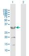 Cytochrome B5 Reductase 3 antibody, H00001727-B01P, Novus Biologicals, Western Blot image 