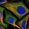 Dihydrouridine Synthase 2 antibody, NBP1-91852, Novus Biologicals, Immunocytochemistry image 