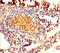 Protein FAM161A antibody, orb30027, Biorbyt, Immunohistochemistry paraffin image 