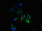 Gap Junction Protein Beta 3 antibody, LS-C375784, Lifespan Biosciences, Immunofluorescence image 