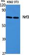 Nuclear Factor, Erythroid 2 Like 3 antibody, A09888, Boster Biological Technology, Western Blot image 