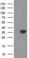 Retinol Dehydrogenase 14 antibody, NBP2-03667, Novus Biologicals, Western Blot image 