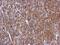 Caspase 10 antibody, PA5-29649, Invitrogen Antibodies, Immunohistochemistry frozen image 