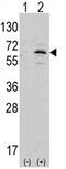 NEDD8 Activating Enzyme E1 Subunit 1 antibody, AP13996PU-N, Origene, Western Blot image 