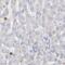 Grancalcin antibody, NBP1-89785, Novus Biologicals, Immunohistochemistry paraffin image 