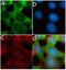 TIMP Metallopeptidase Inhibitor 3 antibody, 710404, Invitrogen Antibodies, Immunofluorescence image 