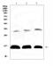 Hemoglobin Subunit Delta antibody, A01076, Boster Biological Technology, Western Blot image 