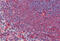 Dishevelled Binding Antagonist Of Beta Catenin 2 antibody, MBS243370, MyBioSource, Immunohistochemistry frozen image 