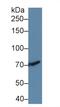 Transforming Growth Factor Beta Receptor 3 antibody, MBS2026234, MyBioSource, Western Blot image 