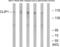 CAP-Gly Domain Containing Linker Protein 1 antibody, LS-C119801, Lifespan Biosciences, Western Blot image 