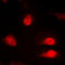 Synaptotagmin Binding Cytoplasmic RNA Interacting Protein antibody, LS-C353261, Lifespan Biosciences, Immunofluorescence image 