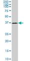 Hyaluronan And Proteoglycan Link Protein 4 antibody, H00404037-M12, Novus Biologicals, Western Blot image 