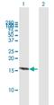 Ring-Box 1 antibody, H00009978-B01P, Novus Biologicals, Western Blot image 