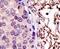 Ubiquitin-conjugating enzyme E2 L3 antibody, PA5-11966, Invitrogen Antibodies, Immunohistochemistry frozen image 