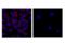 Programmed Cell Death 1 antibody, 76733S, Cell Signaling Technology, Immunocytochemistry image 