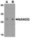 Nanog Homeobox antibody, orb75351, Biorbyt, Western Blot image 