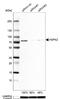 Heat shock 70 kDa protein 1A/1B antibody, NBP1-86185, Novus Biologicals, Western Blot image 