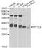 Serine/threonine-protein phosphatase PP1-beta catalytic subunit antibody, LS-C748574, Lifespan Biosciences, Western Blot image 