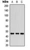 FOXP3 antibody, LS-C354392, Lifespan Biosciences, Western Blot image 