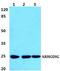 Rho GDP Dissociation Inhibitor Gamma antibody, PA5-75561, Invitrogen Antibodies, Western Blot image 