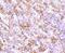 CD163 antibody, NBP2-67224, Novus Biologicals, Immunohistochemistry paraffin image 