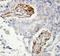 Histone Deacetylase 8 antibody, LS-C312748, Lifespan Biosciences, Immunohistochemistry frozen image 